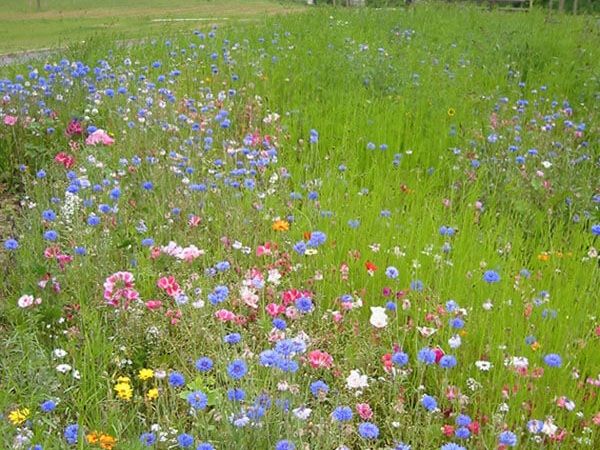 Plantation sur votre terrain